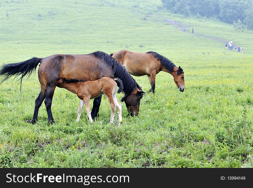 Beijing Ling Mountain grasslands horse. Beijing Ling Mountain grasslands horse.