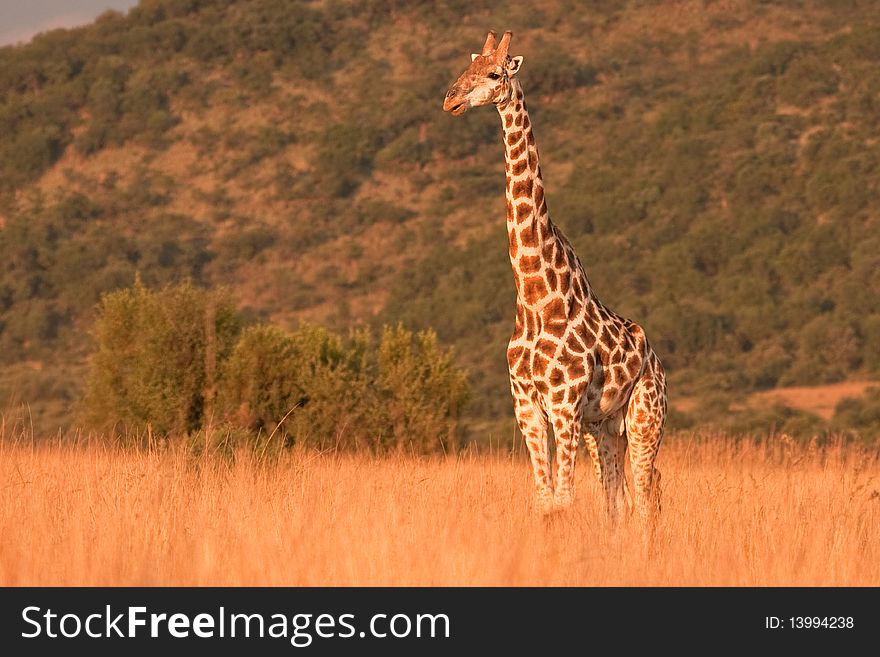 Giraffe late afternoon in the African sun.