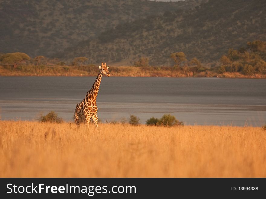 Giraffe late afternoon in the African sun.