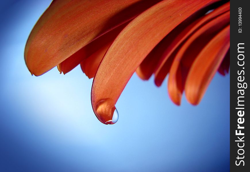 Beautiful background with drop on orange lobe. Beautiful background with drop on orange lobe