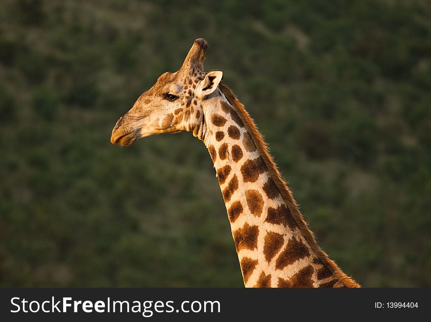 Giraffe late afternoon in the African sun.