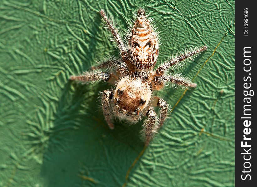 A Closeup of a Curious Jumping Spider. A Closeup of a Curious Jumping Spider