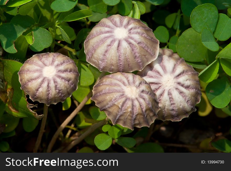 A Group of Purple Mushrooms with Clovers. A Group of Purple Mushrooms with Clovers