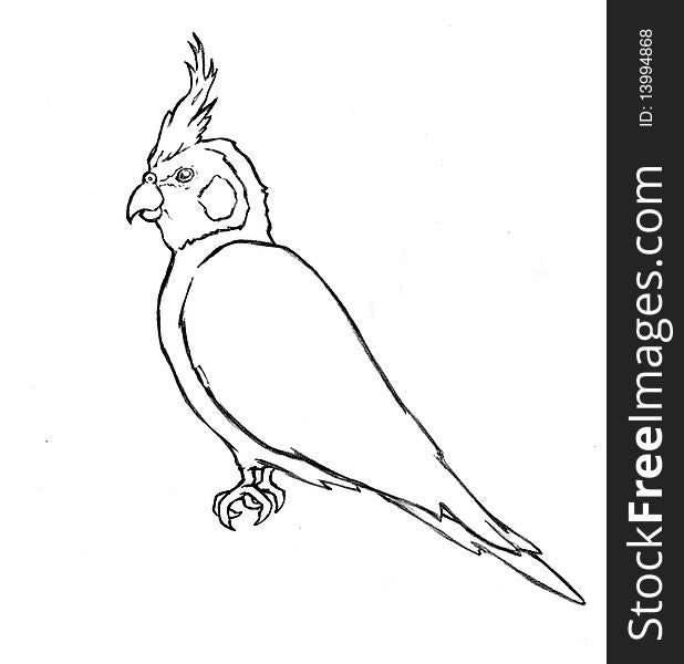 Pen and ink line work drawing for a cockatiel.
