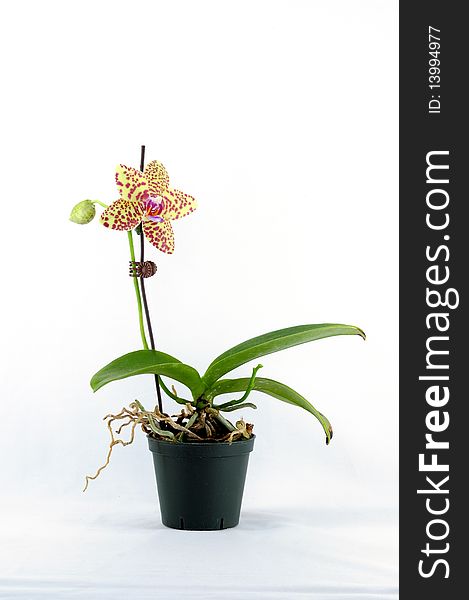 Single Yellow Orchid With Purple Spot