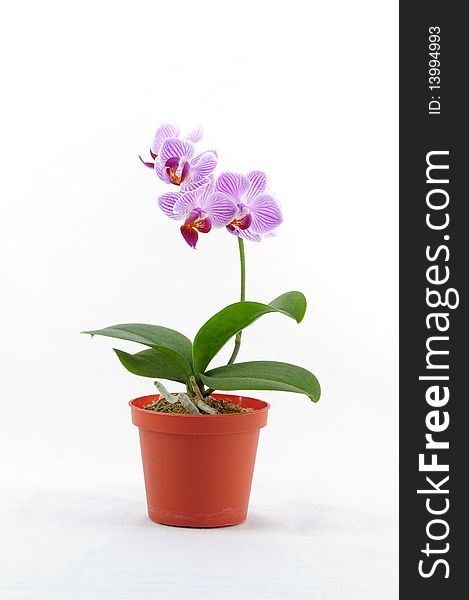 Single purple orchid with white pattern isolated on white background photo taken:2010/04/19