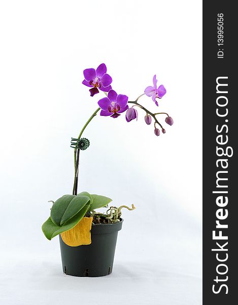 Purple orchid with white pattern on pot isolated on white background photo taken:2010/04/19