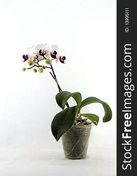 White orchid with purple pattern on pot