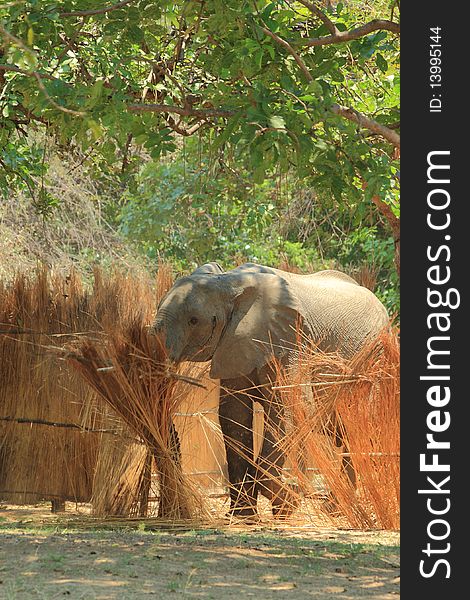 Wild elephant demolishing a fence made of reed on the property of a lodge near the South Luangwa national park. Wild elephant demolishing a fence made of reed on the property of a lodge near the South Luangwa national park.