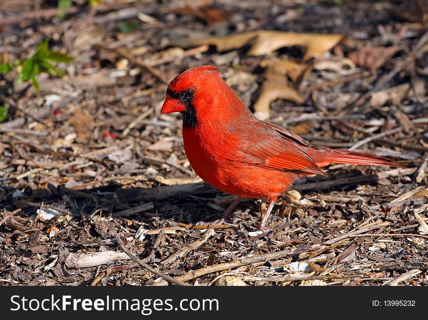 Cardinal Male On ground In Morning Sun