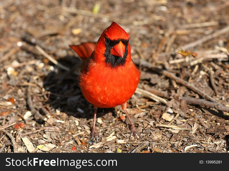 Cardinal Male Looking For Food