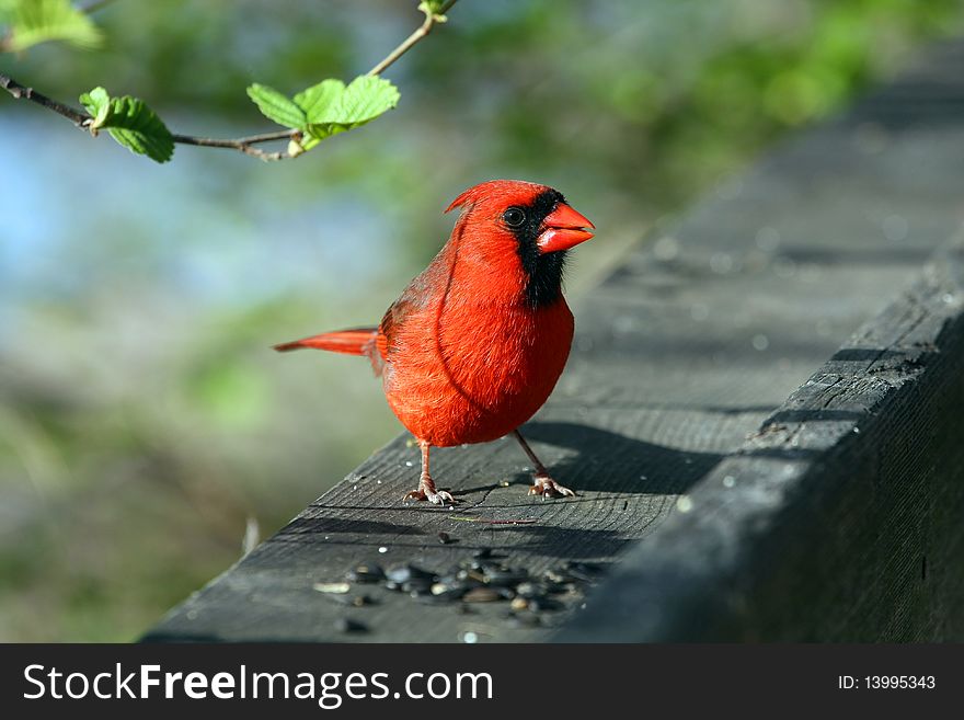 Cardinal Male On Rail In Morning Sun