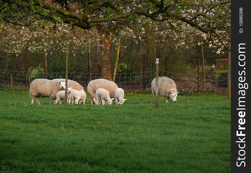 Spring little lambs behind fence with parents