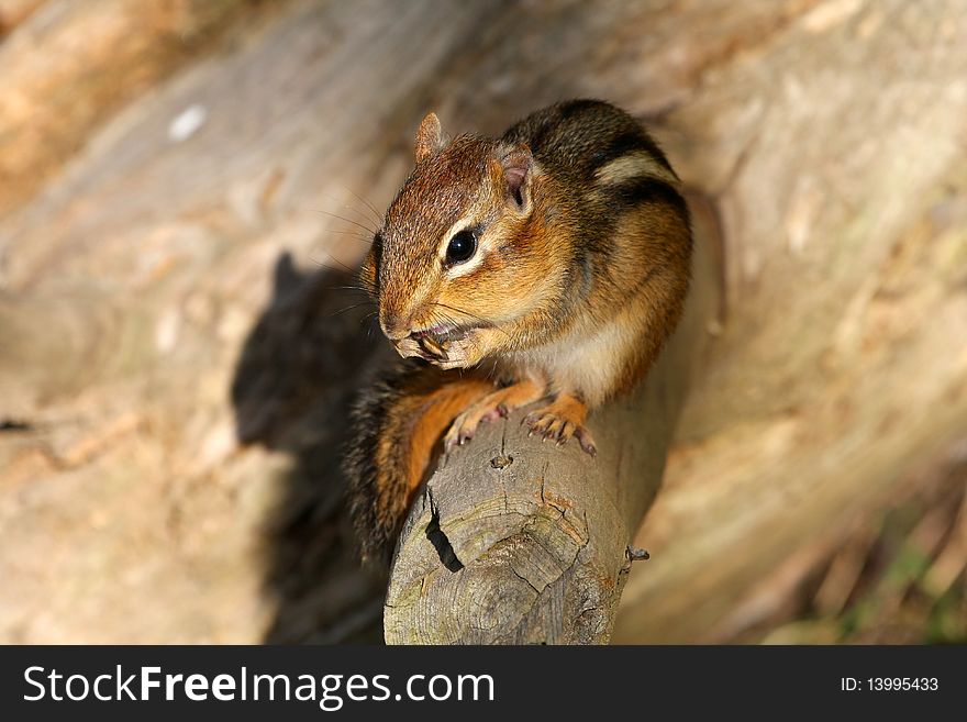 Chipmunk On Stump In Morning Sun