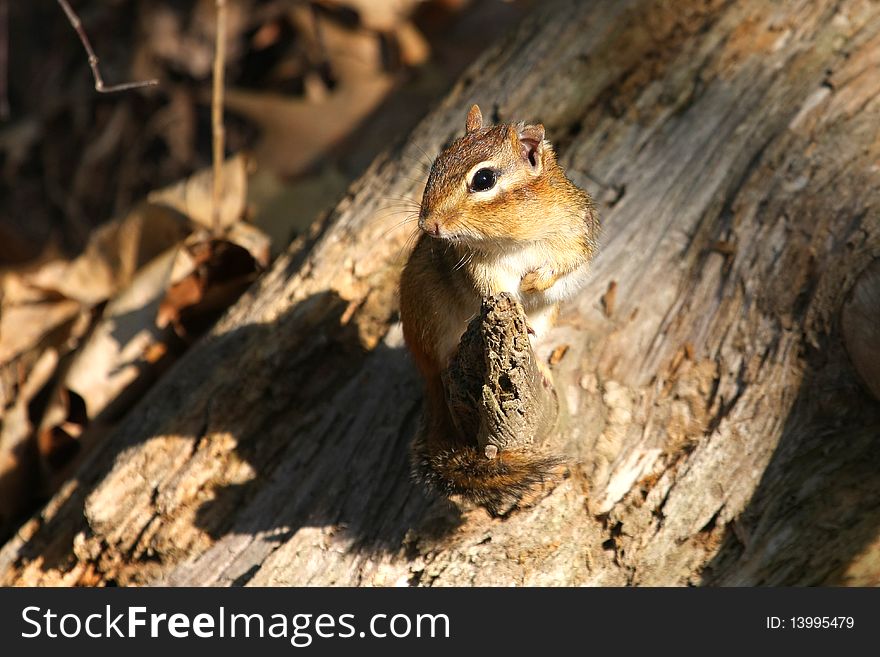 Chipmunk On Stump In Morning Sun Foot Up