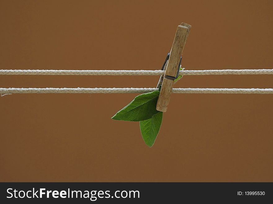 Sage pending by a rope, with a clothespin