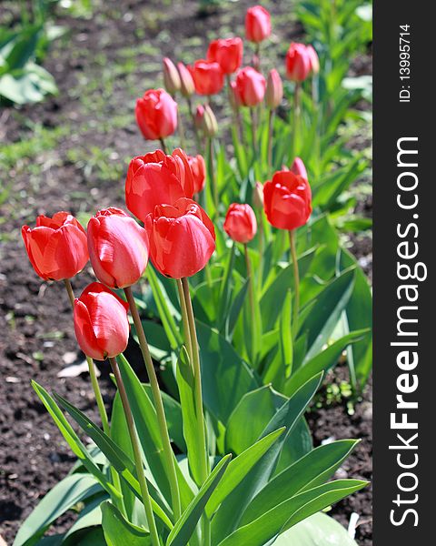 Red tulips blooming in yard