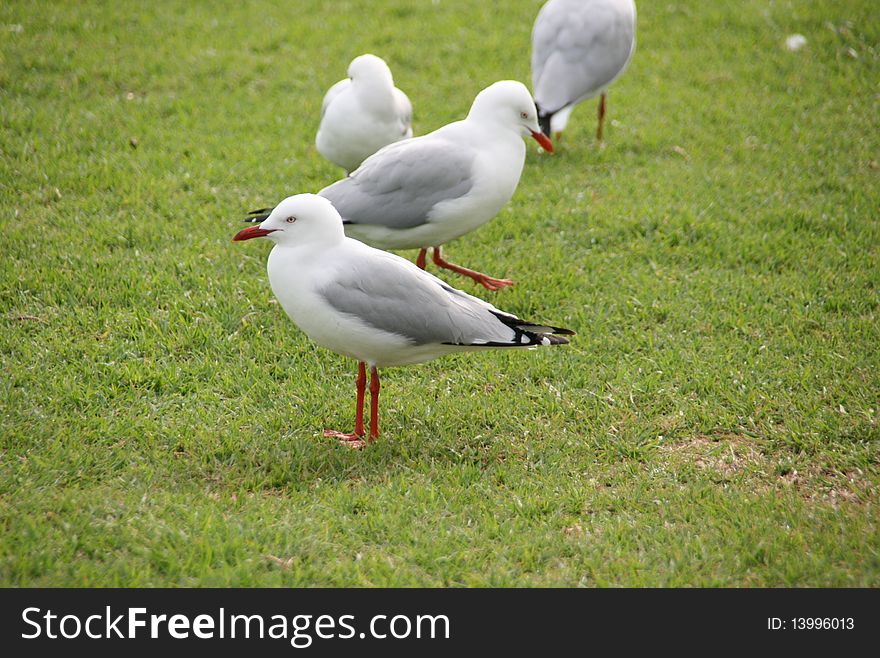 Group of seagull walking on grass