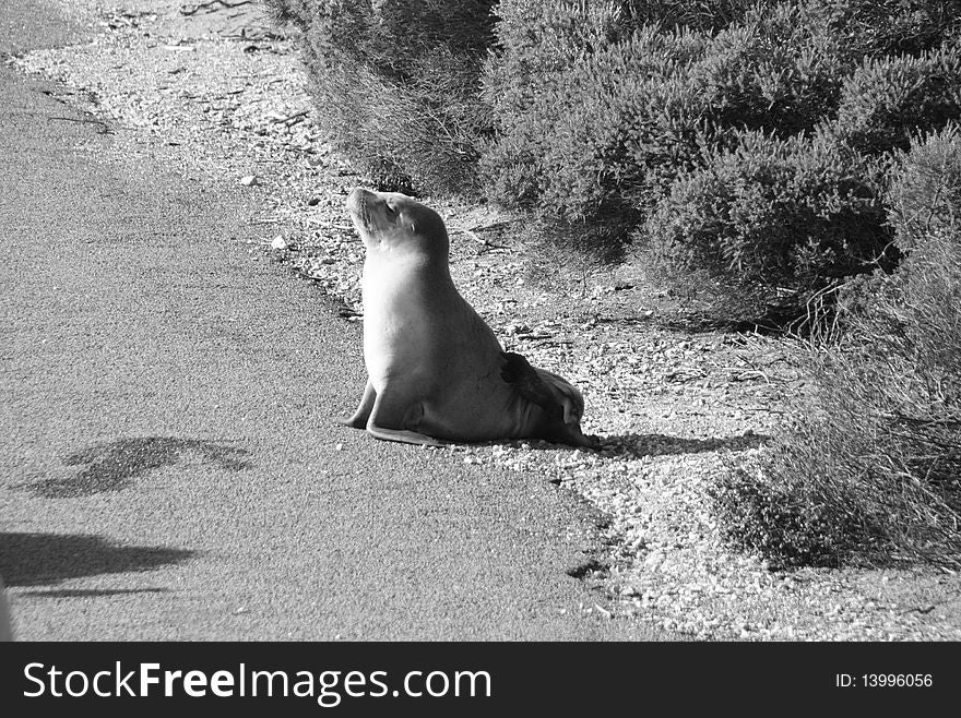 Seal on a sunny way