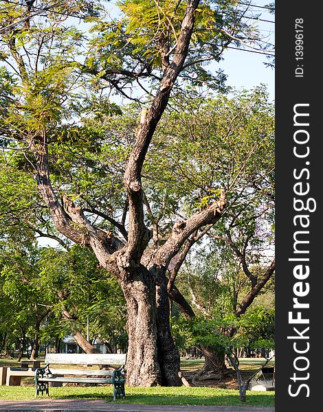 Bench Under Tree