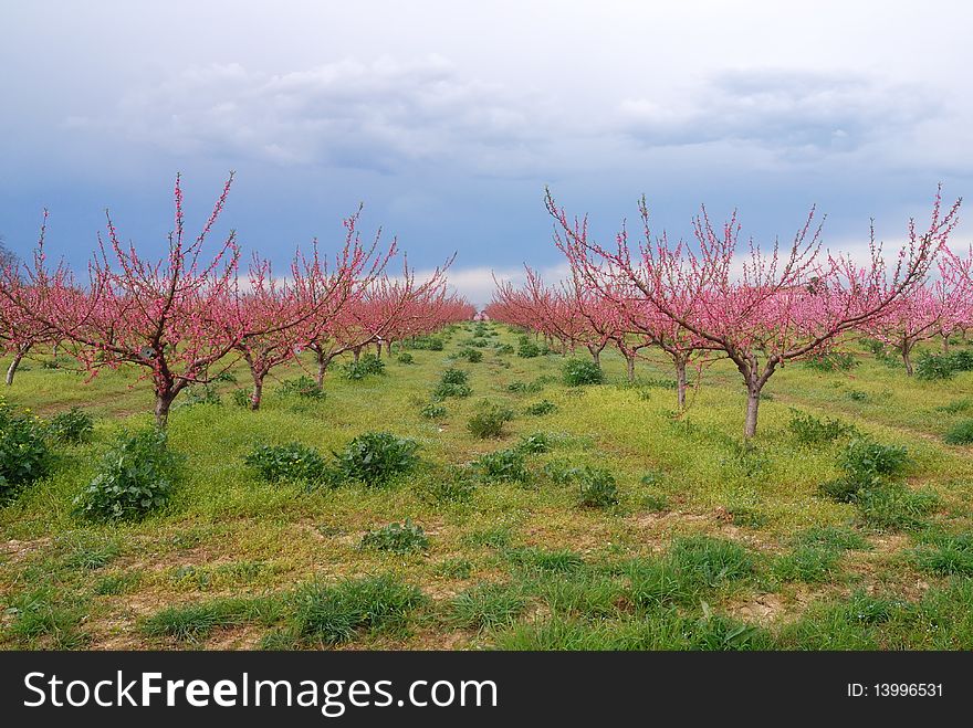 Peach flowers in open space