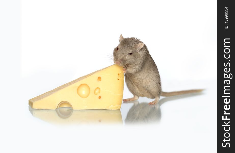 Gray mouse eating cheese on white background. Gray mouse eating cheese on white background