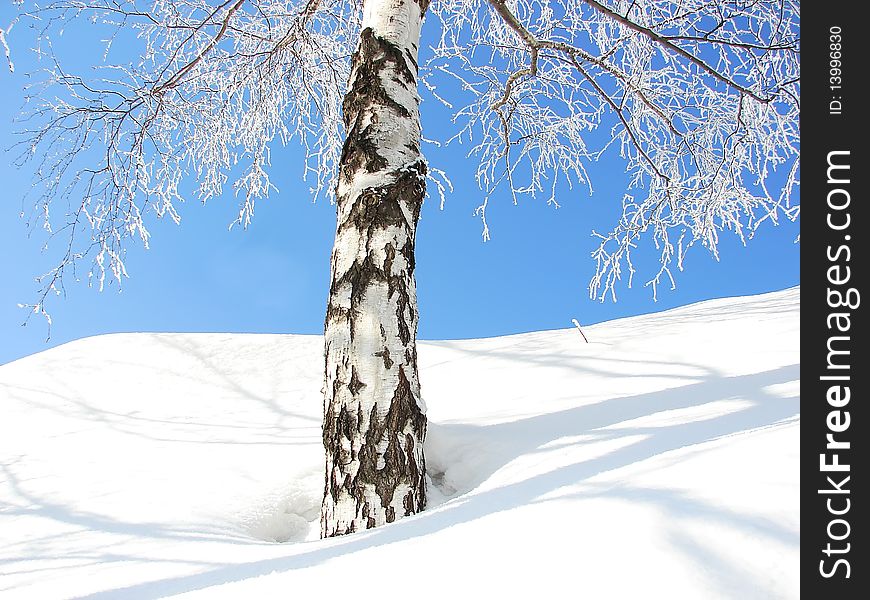 Tree in the snow against the blue sky. Closeup view. Tree in the snow against the blue sky. Closeup view