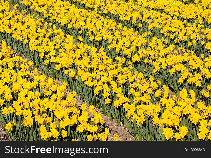 Field of yellow flowers - Narcissus. Dutch flower industry. The Netherlands. Field of yellow flowers - Narcissus. Dutch flower industry. The Netherlands