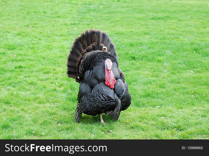 One turkey in the park