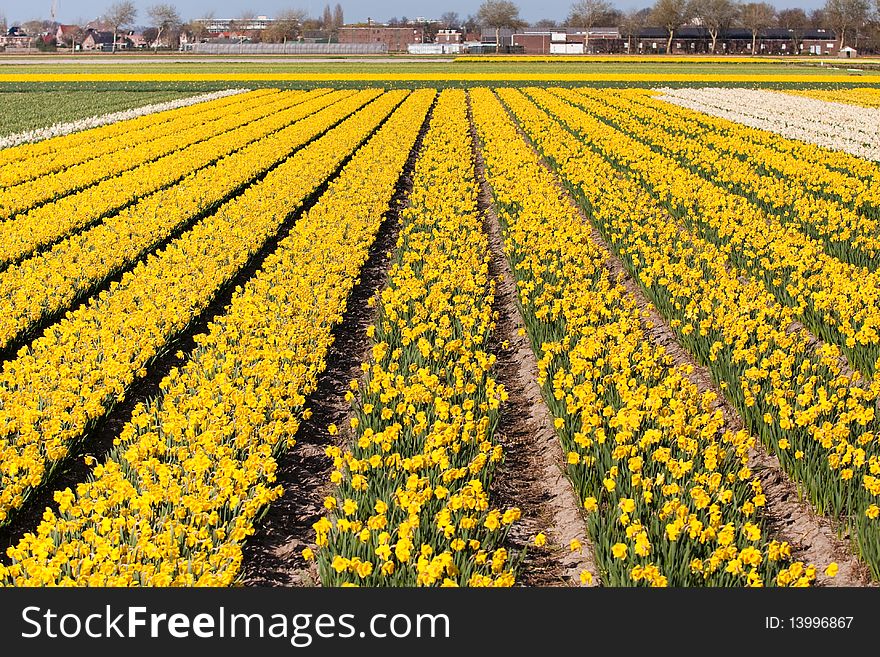 Field of yellow flowers - Narcissus. Dutch flower industry. The Netherlands. Field of yellow flowers - Narcissus. Dutch flower industry. The Netherlands