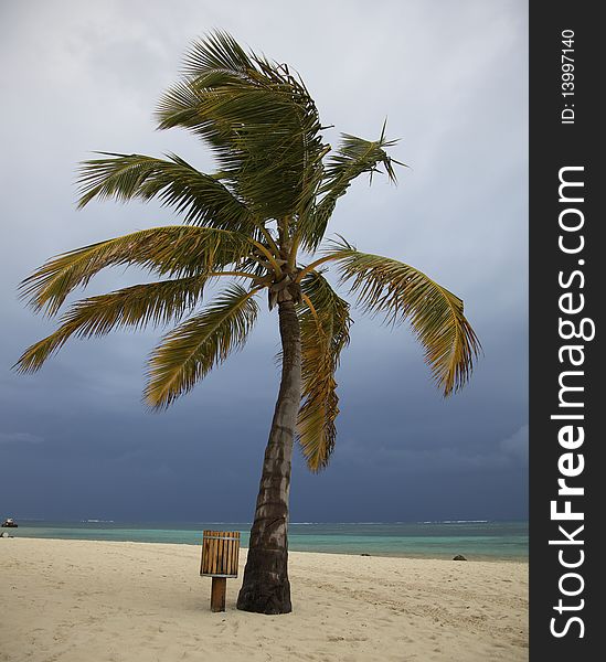 Palm tree with storm clouds