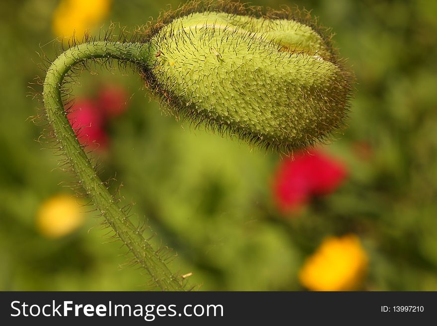 A green poppy bud in front of a tulip meadow