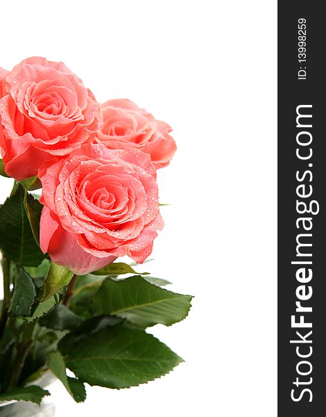 Fine roses on a white background