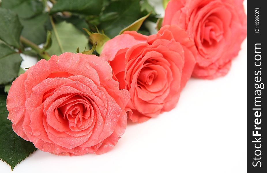 Fine roses on a white background