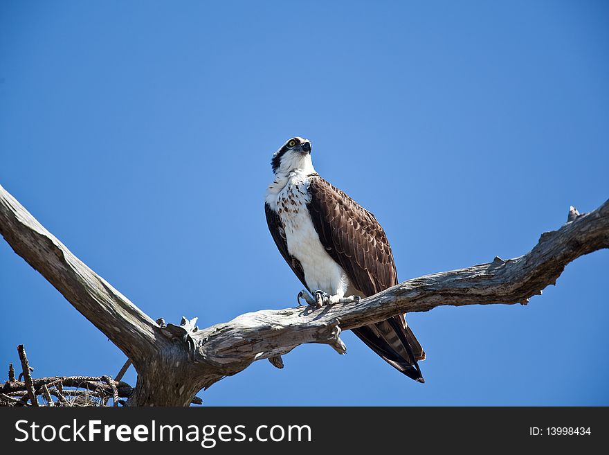 Osprey on a branch with blue sky