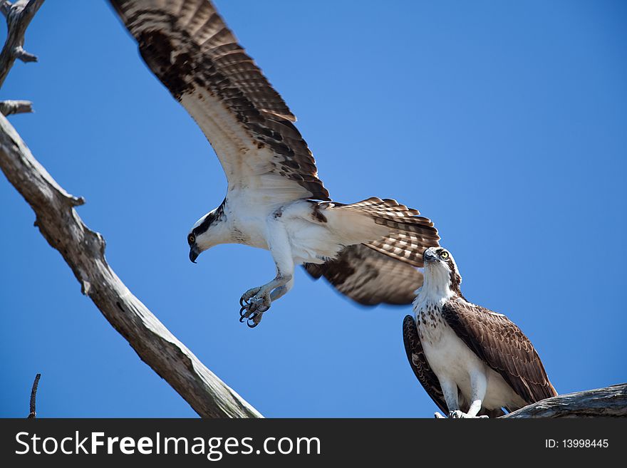 Osprey on a branch with blue sky