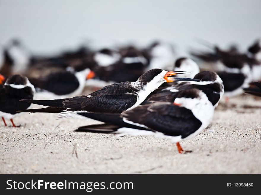Black Skimmer - Rynchops niger. No other bird has a lower mandible longer than the upper