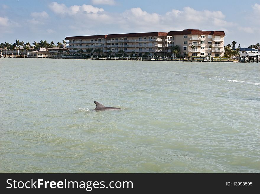 Dolphin swimming through the water near the shore. Dolphin swimming through the water near the shore