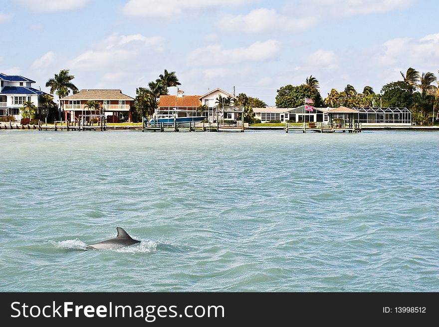 Dolphin swimming through the water near the shore. Dolphin swimming through the water near the shore