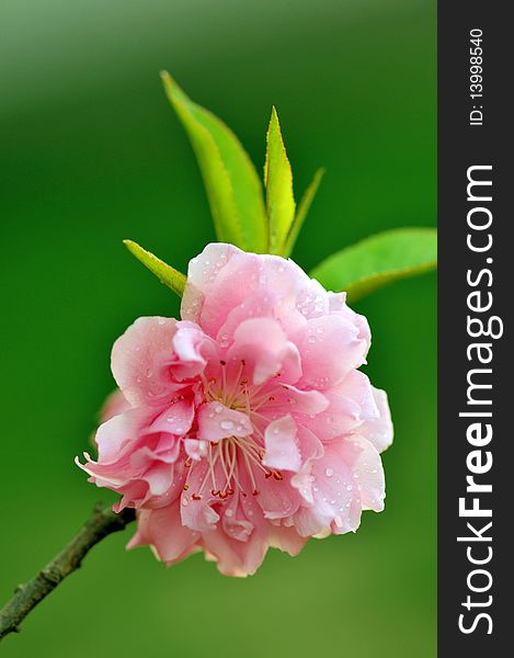 Pink flower close-up with green background. In Chinese, flower in bloom symbolizes richness on the way. Pink flower close-up with green background. In Chinese, flower in bloom symbolizes richness on the way.