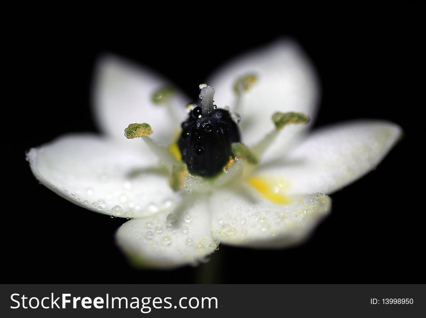 Arabicum, a flower of very near against dark background