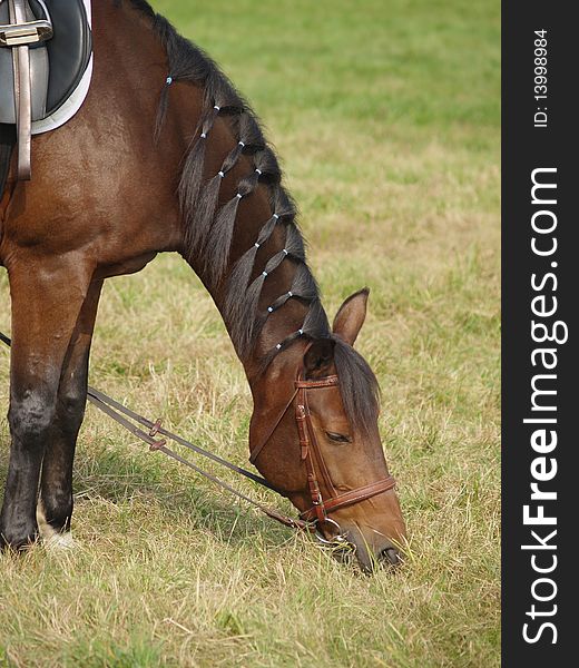 Brown horse with black mane feeding on grass. Brown horse with black mane feeding on grass