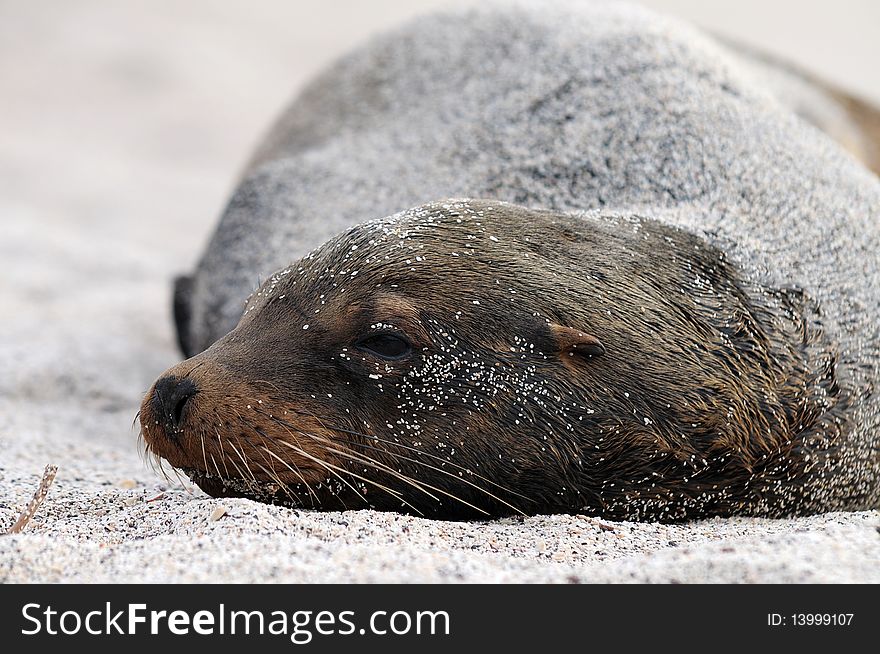 Dreaming Galapagos sea lion