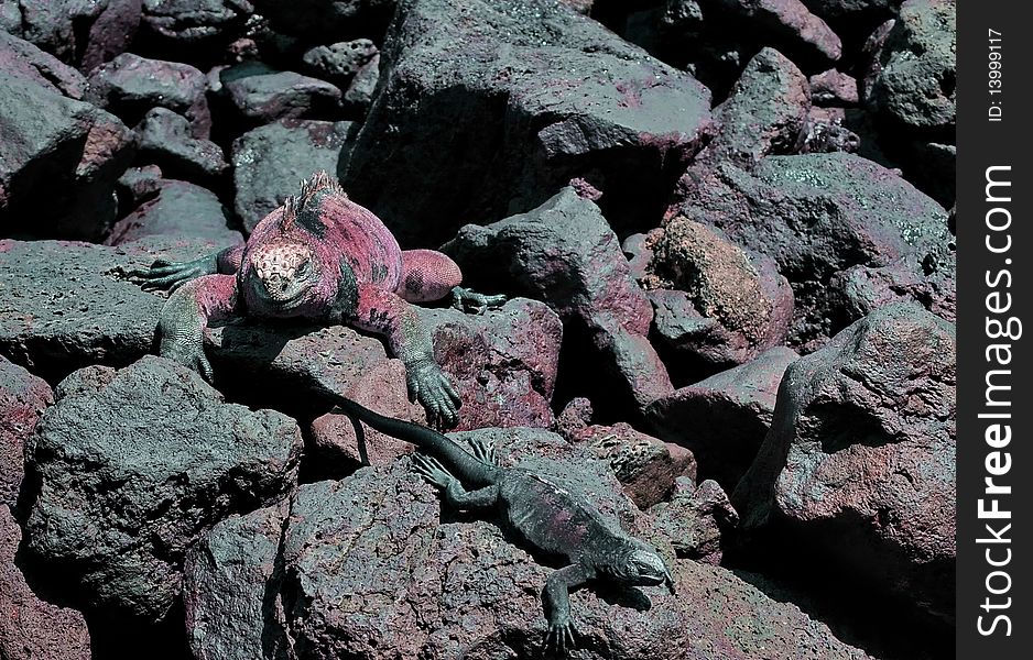 Galapagos Marine Iguana