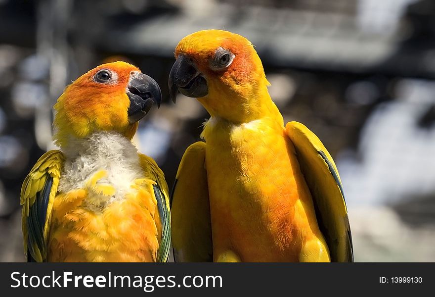 Two Yellow Parrots