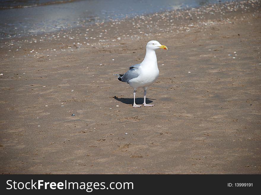 Seagull at the beach on a sunny dag