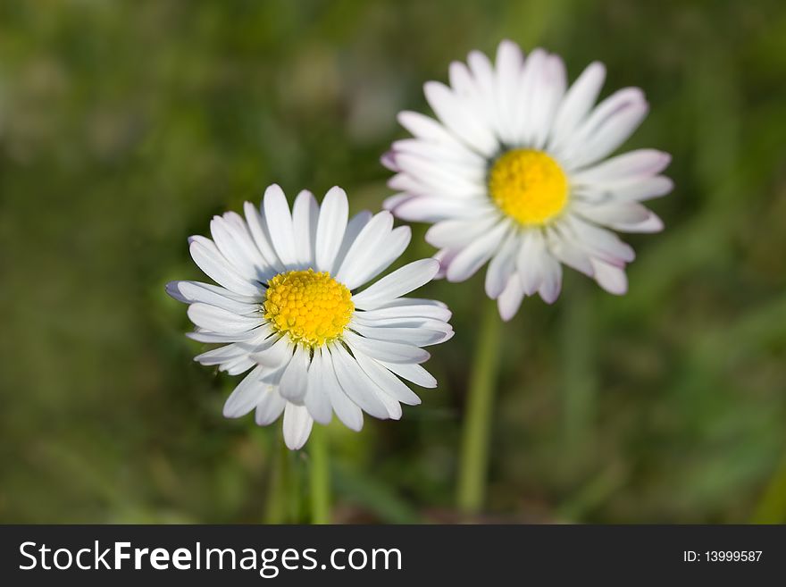 Chamomile in the Field ,close up