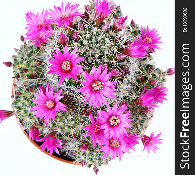 Blooming cactus plant with pink flowers on white background