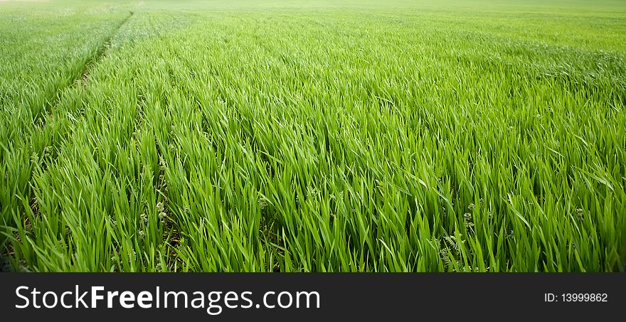 Green Grass. Wheat fresh, green