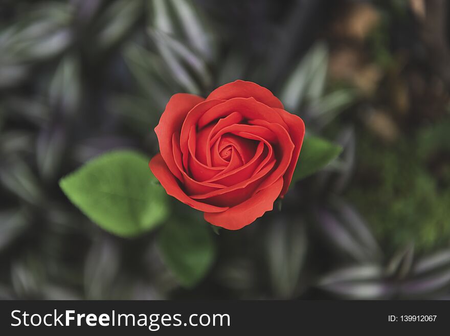 Red rose flower in nature for Valentines day anniversary.